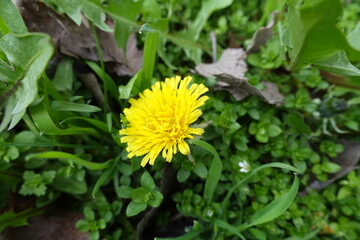Closeup of yellow flower of dandelion in mid April