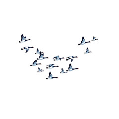 Vsai flock of barnacle geese flying in v formation on white background