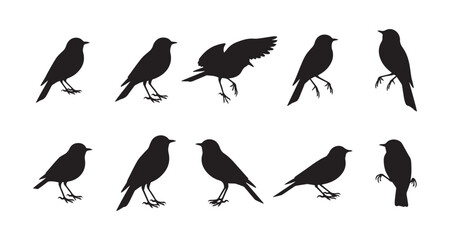 Obraz premium Set of silhouettes bird with different poses On white background. A black flying perching bird.