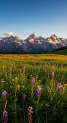Fototapeta premium Golden light bathes a field of purple wildflowers with snow-capped mountains in the distance. A serene landscape under a clear sky with a hint of clouds.
