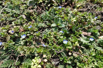 Florescence of grey field speedwell in March