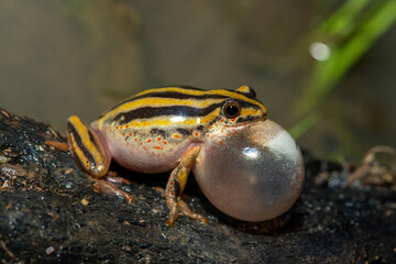A cute painted reed frog (Hyperolius marmoratus marmoratus), also known as a marbled reed frog, calling at the edge of a pond