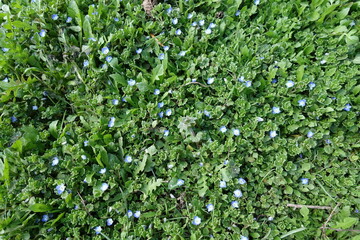 Lots of blue flowers of grey field speedwell in April