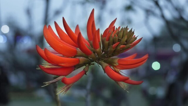 Butea monosperma red flowers sway gracefully in the wind. Their unique shape and vibrant color draw attention in the landscape.