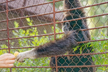 A gibbon monkey with a pleading gate and outstretched hands tries to take food from a visitor,...