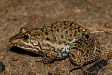 A beautiful Poynton’s river frog (Amietia poyntoni) near a pond on a warm summer's evening in KwaZulu-Natal, South Africa