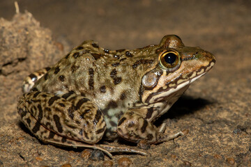A beautiful Poynton’s river frog (Amietia poyntoni) near a pond on a warm summer's evening in KwaZulu-Natal, South Africa