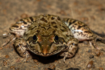A beautiful Poynton’s river frog (Amietia poyntoni) near a pond on a warm summer's evening in KwaZulu-Natal, South Africa