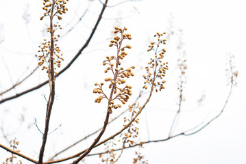 A close-up of a Paulownia tree with dried seed pods on its branches against a bright sky