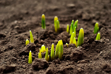 New green shoots of daffodil emerge from rich soil in spring, symbolizing growth and renewal in nature's cycle