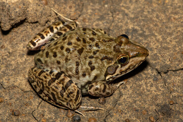A beautiful Poynton’s river frog (Amietia poyntoni) near a pond on a warm summer's evening in KwaZulu-Natal, South Africa