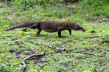 A komodo dragon walking on the grass at Komodo National Park, East Nusa Tenggara, Indonesia. Komodo is the largest extant species of lizard. 