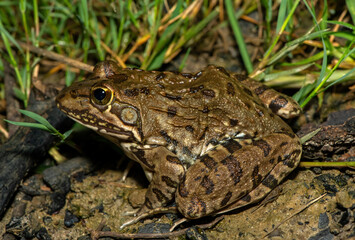 A beautiful Poynton’s river frog (Amietia poyntoni) near a pond on a warm summer's evening in KwaZulu-Natal, South Africa
