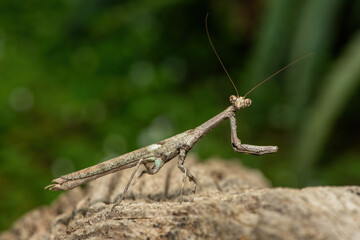 An African stick mantis (Popa spurca), also known as an African twig mantis, displaying its beautiful camouflage on a dead log in KwaZulu-Natal, South Africa