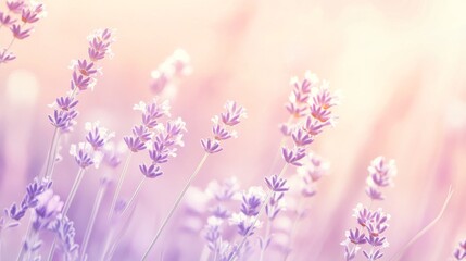 Obraz premium A pastel peach and lavender gradient. Featuring soft peach blending into lavender