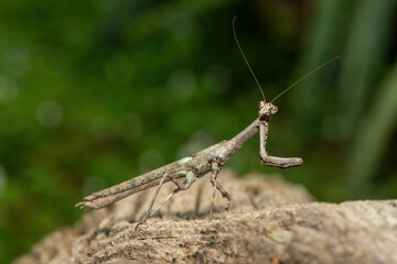 An African stick mantis (Popa spurca), also known as an African twig mantis, displaying its beautiful camouflage on a dead log in KwaZulu-Natal, South Africa