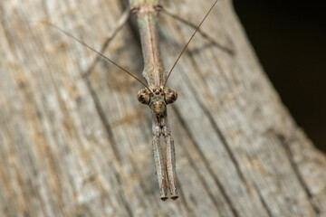 An African stick mantis (Popa spurca), also known as an African twig mantis, displaying its beautiful camouflage on a dead log in KwaZulu-Natal, South Africa