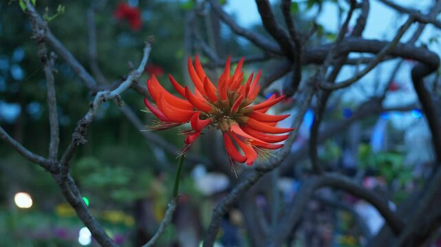Red flowers of Butea monosperma adorn a tree, gently swaying with the wind. Their vivid hue enhances the tree's beauty.