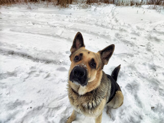 Dog German Shepherd in a winter day, white snow and tree around. Waiting eastern European dog veo in park or forest. Partial focus