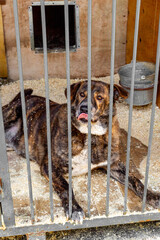 Abandoned dog behind bars in animal shelter. Rescue animals concept