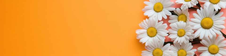 Obraz premium Vibrant Minimalist Botanical Scene Soft White Daisy Arrangement on Sunny Orange Background - Contemporary Wellness and Design for Lifestyle Branding