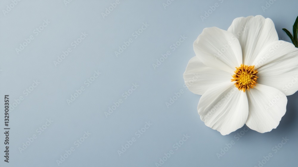 Poster minimalist botanical serenity white cosmos flower on soft blue background - tranquil design element 