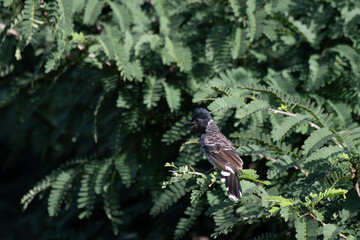The  beautiful Red vented bulbul perched amidst green foliage. The background is soft and blurred.