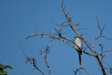 The beautiful Yellow billed  strike perched on a tree branch with surrounding branches and blue sky.
