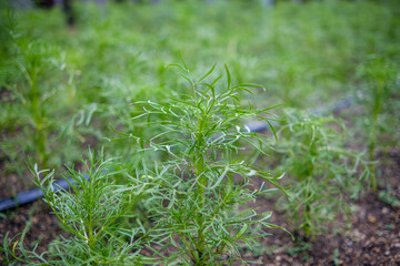 緑に広がるコスモスの若葉