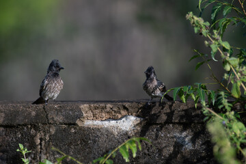 The pair of beautiful Red vented bulbul perched amidst green foliage. The background is soft and blurred.