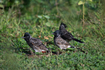 Obraz premium The pair of beautiful Red vented bulbul perched amidst green foliage. The background is soft and blurred.