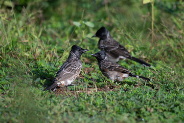 The pair of beautiful Red vented bulbul perched amidst green foliage. The background is soft and blurred.