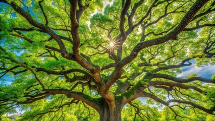 Fototapeta premium A sprawling branch of a mature oak tree is covered with vibrant green leaves on a warm sunny day , natural, foliage, natural