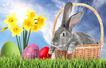 Easter celebration. Grey fluffy rabbit in wicker basket, painted eggs and daffodils on green grass under blue sky