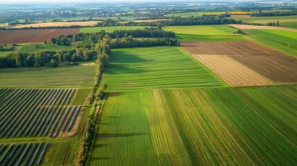 Agricultural Field with Wildlife Corridor