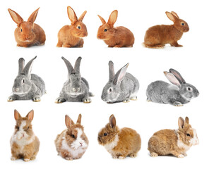 Fototapeta premium Cute fluffy rabbits isolated on white, set