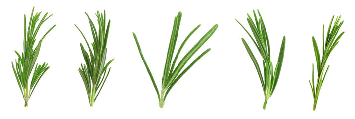 Fresh green rosemary isolated on white, set