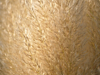Golden grass