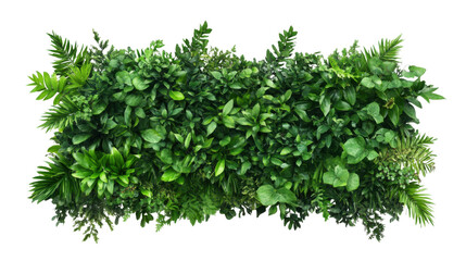Obraz premium Lush greenery with captivating square plant isolated on white background