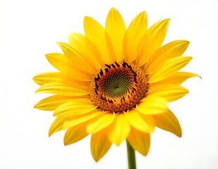yellow sunflower isolated on white