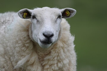 Schafe in Nordfriesland