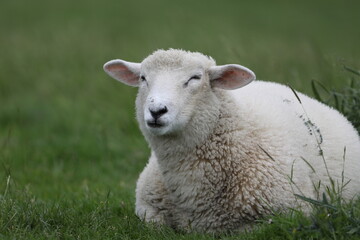 Schafe in Nordfriesland