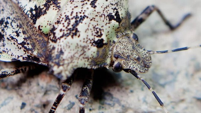 한국,곤충,노린재,얼룩대장노린재,Korea, Insects,a stinkbug, a shield bug, a soldierbug, a pentatomid