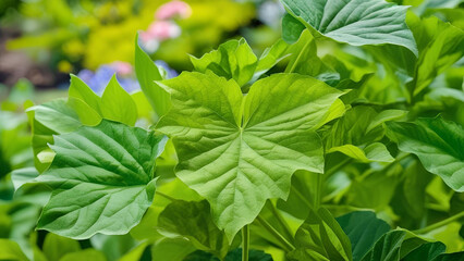 The quality of green leaves in a summer garden. The lush foliage of these plants acts as a springtime backdrop, contributing to a vibrant ecological environment and serving as a beautiful wallpaper of