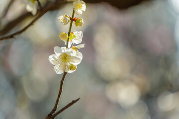 白梅の花と光のボケ