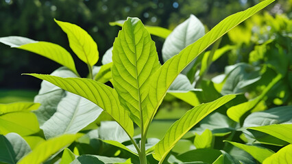 The nature of green leaves in a summer garden. These natural plants create a refreshing spring background, enriching the environment with their greenery and serving as an ecological wallpaper