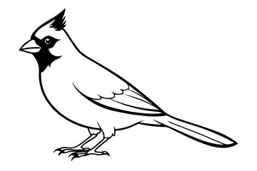 cardinal line art silhouette vector illustration