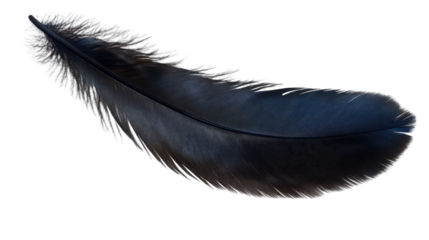 black feather isolated on white background