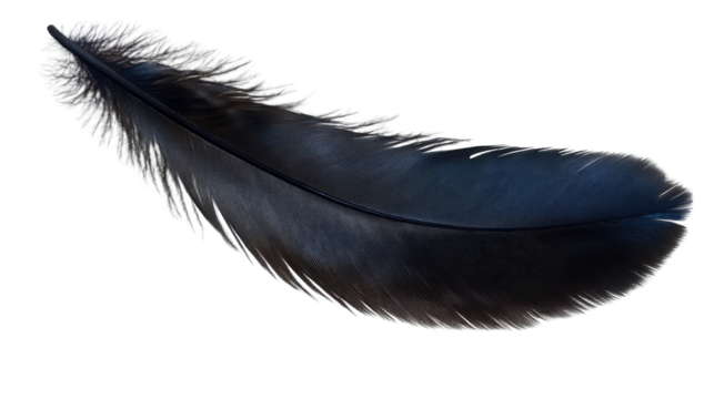 black feather isolated on white background