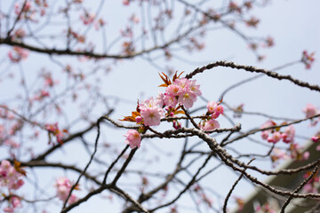 Branches of sakura flowers, cherry blossom